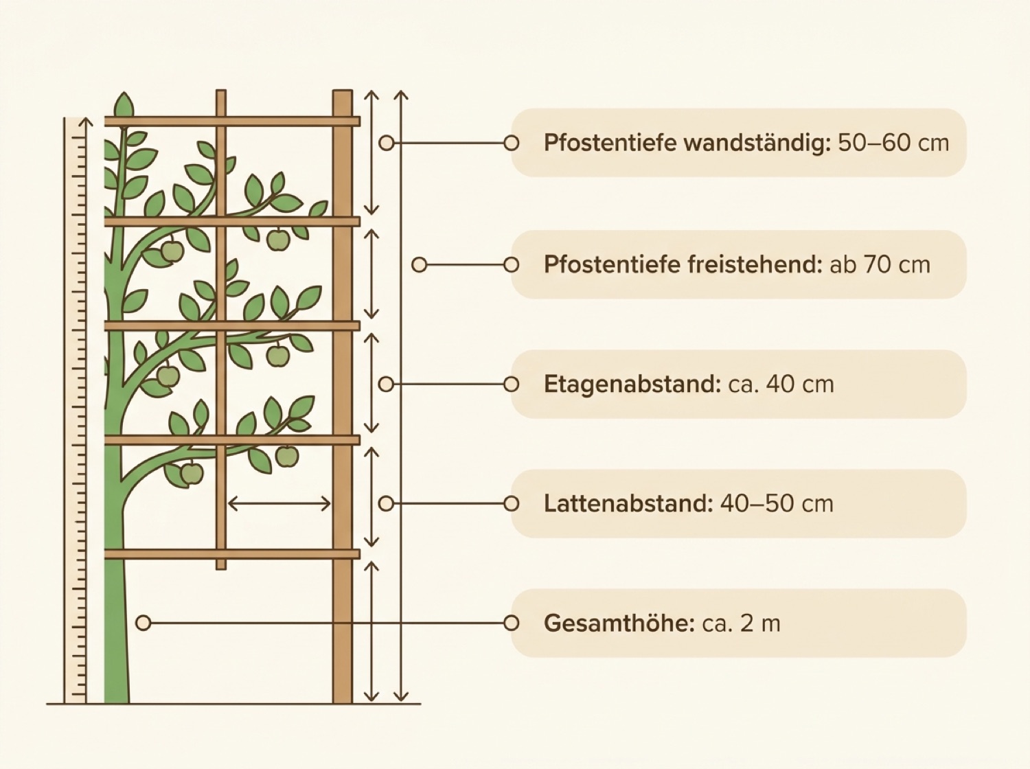 Infografik: Maße und Lastwerte beim Spalier für Obstbaum bauen